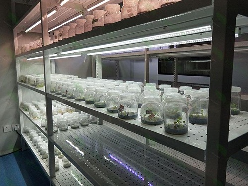 马边植物组织培养实验室设计建设方案